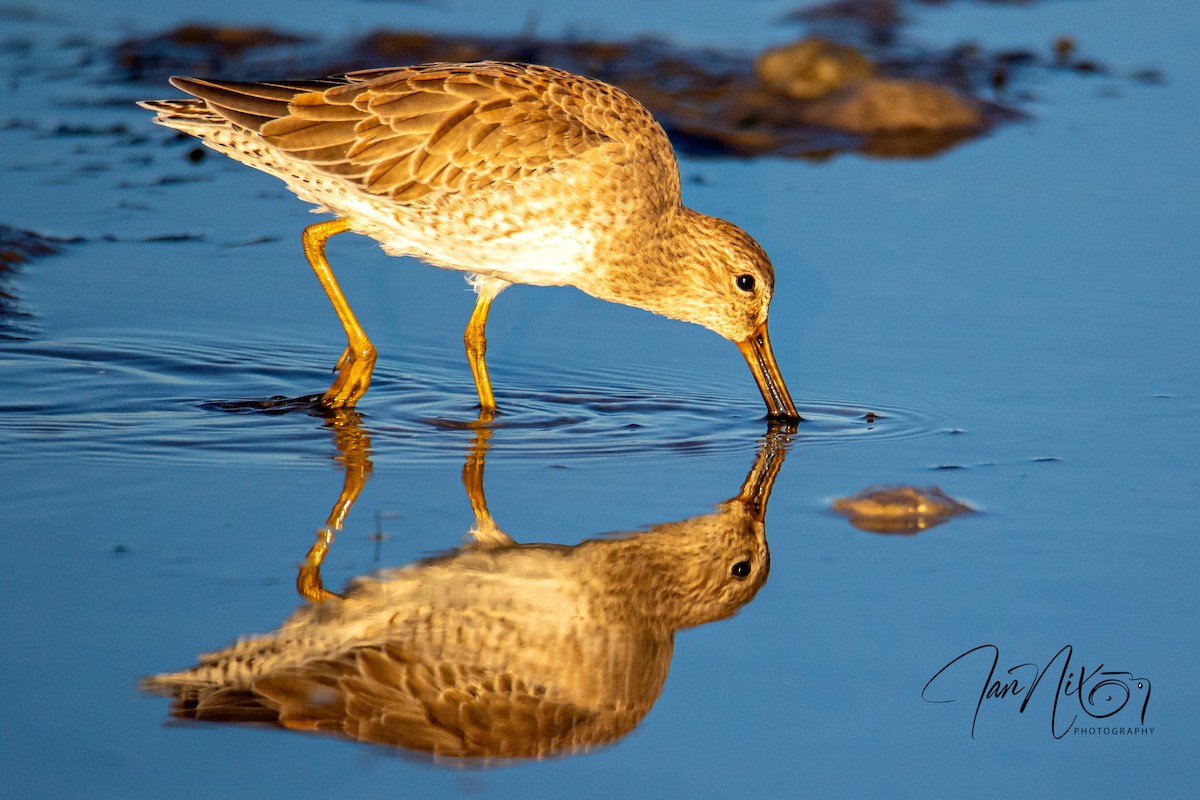 Short-billed Dowitcher - ML643091293