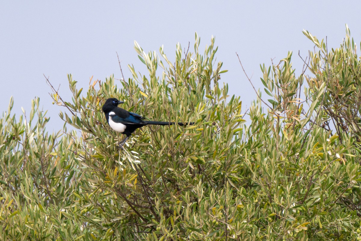 マグレブカササギ - ML643091323