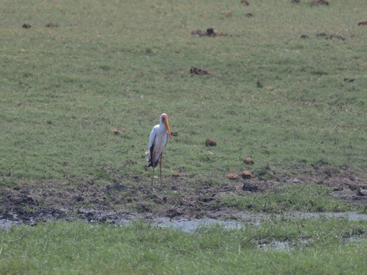 nesyt africký - ML643091327