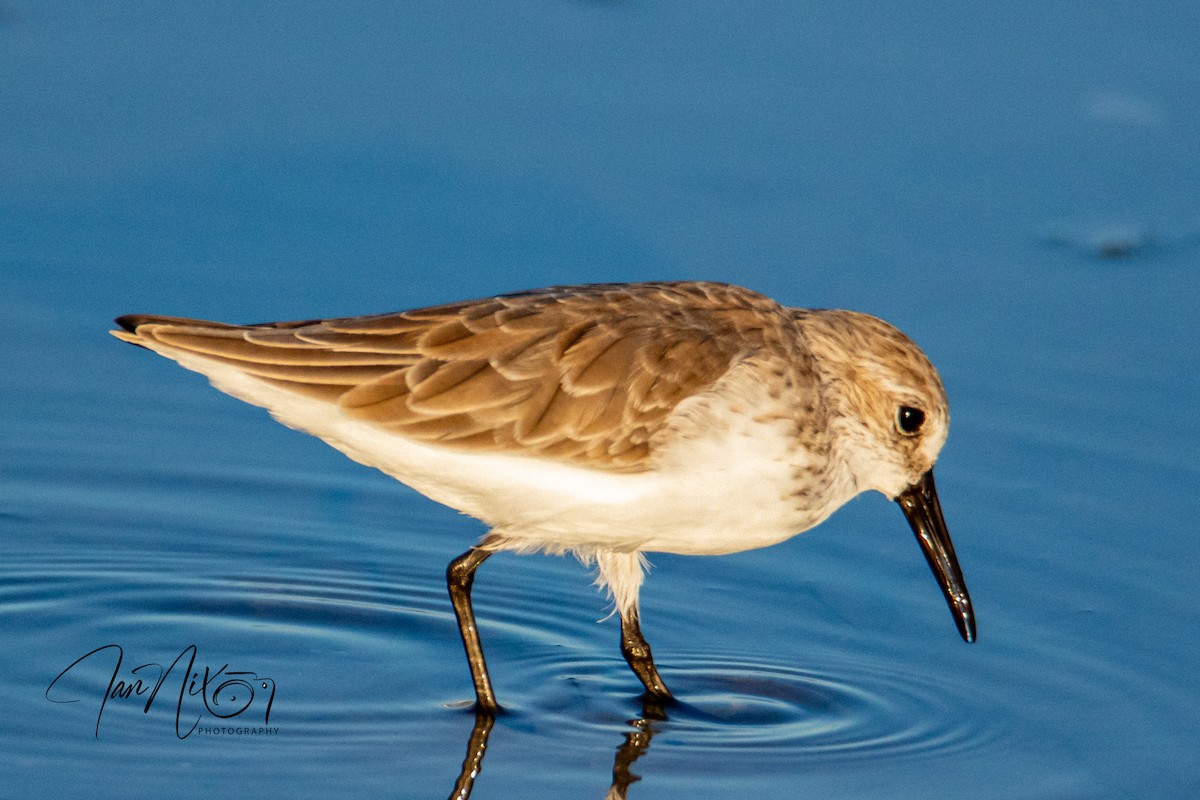 Western Sandpiper - ML643091330