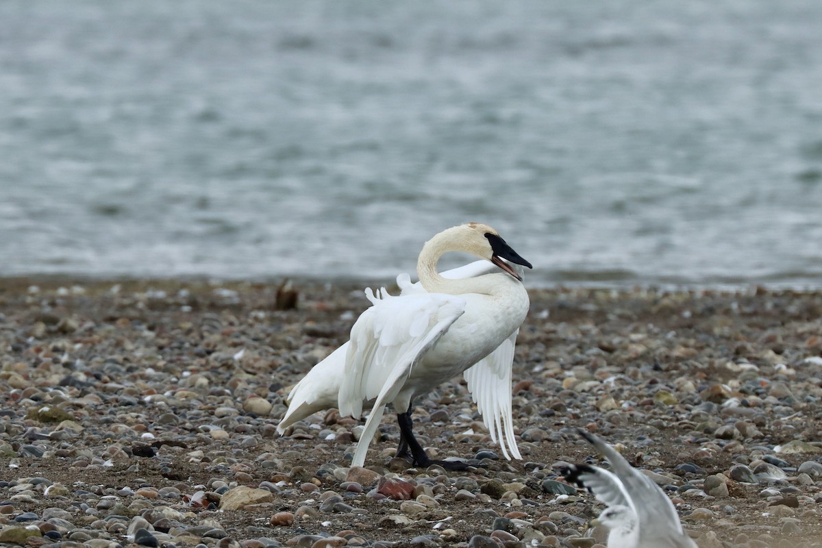 Trumpeter Swan - ML643091343