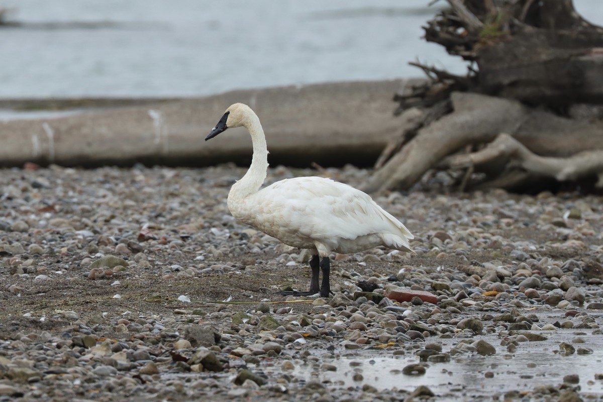 Trumpeter Swan - ML643091345