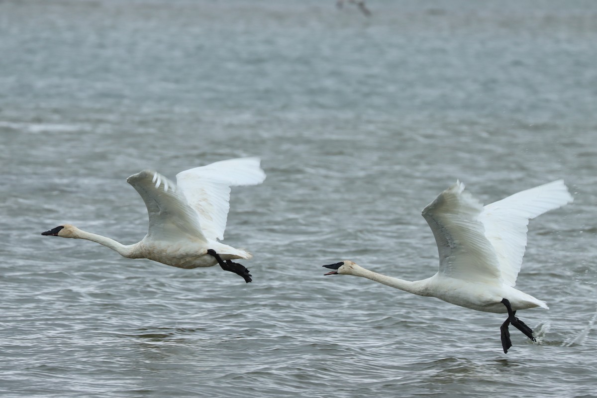 Trumpeter Swan - ML643091346