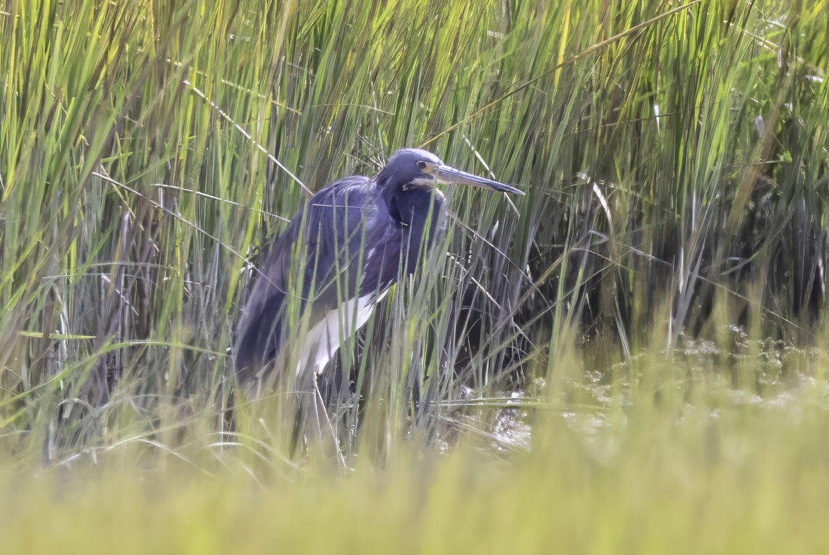 Tricolored Heron - ML643091354