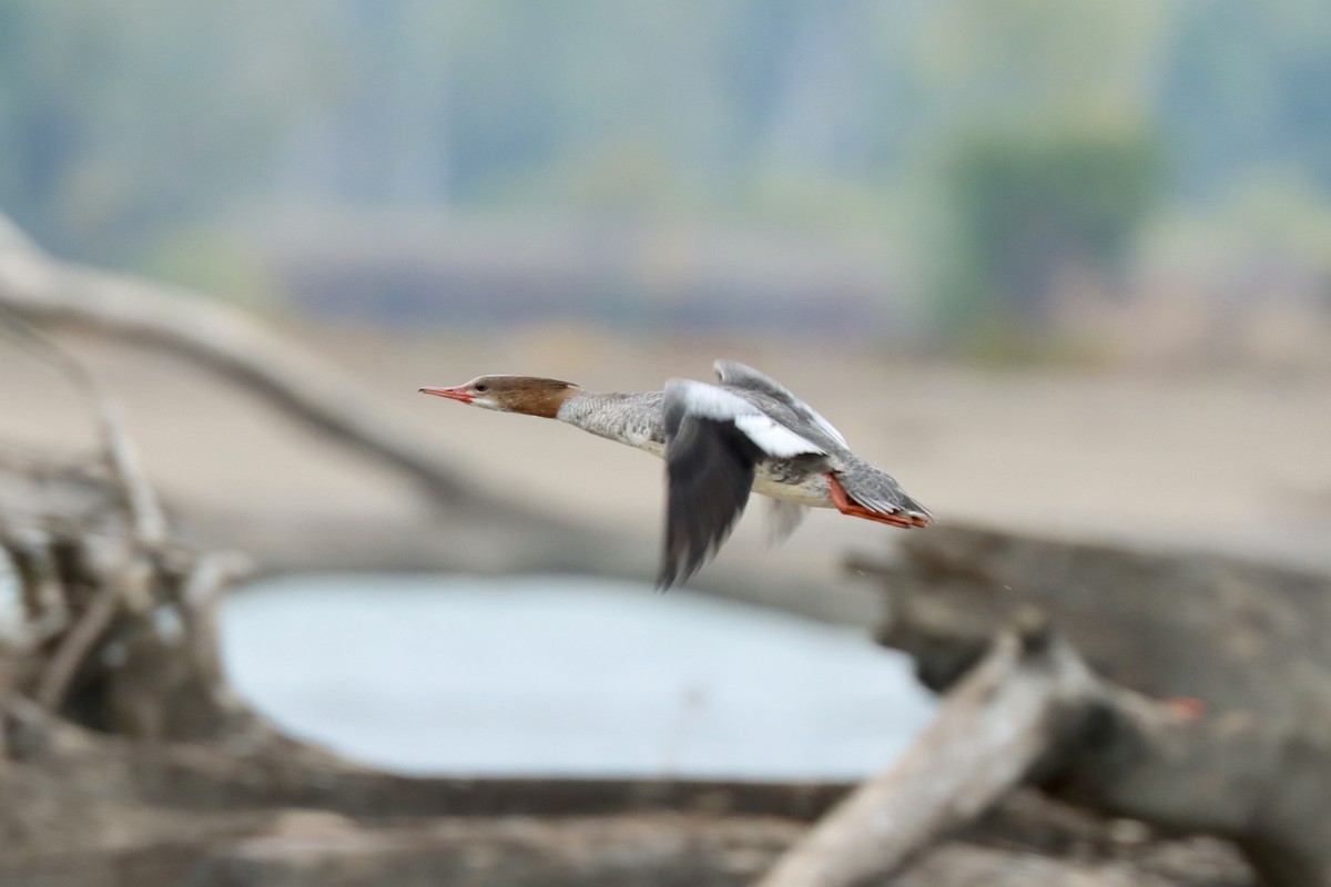 Common Merganser - ML643091355