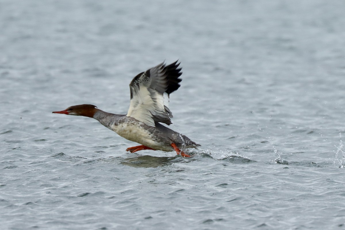 Common Merganser - ML643091356