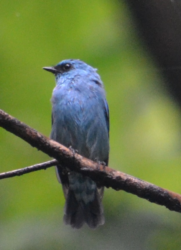 Verditer Flycatcher - ML643091364
