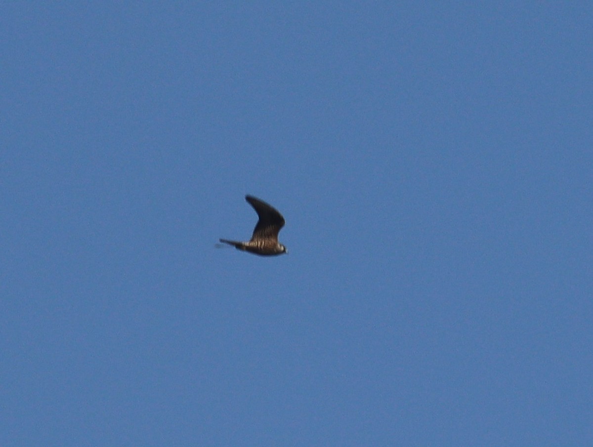 American Kestrel - ML643091381