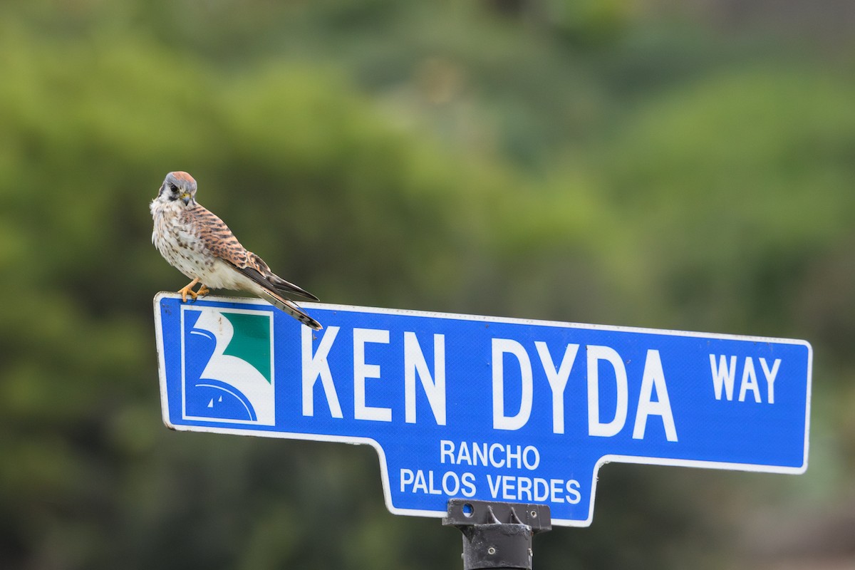 American Kestrel - ML643091438