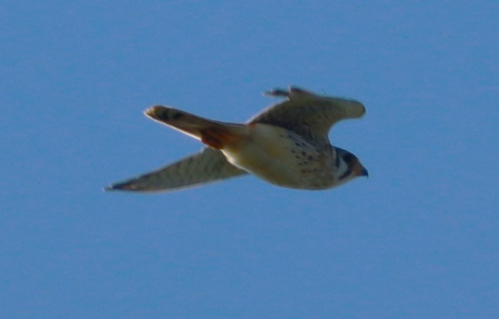 American Kestrel - ML643091441