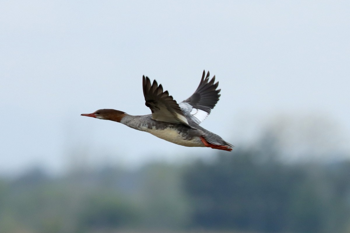 Common Merganser - ML643091443