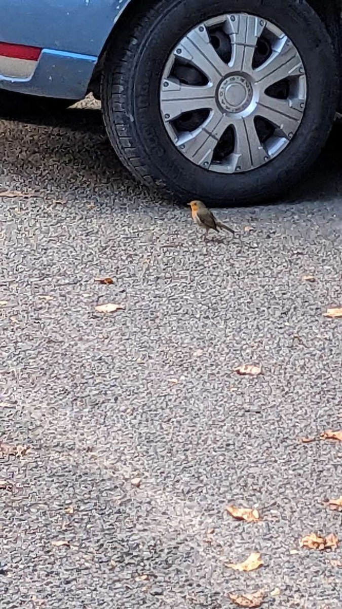 European Robin - ML643091473