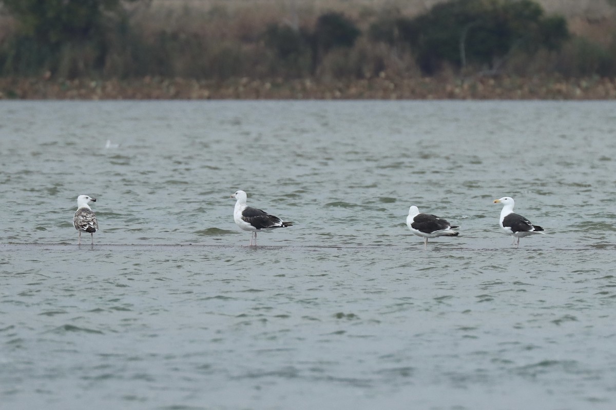 Great Black-backed Gull - ML643091534