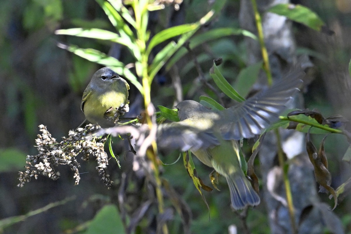 Orange-crowned Warbler - ML643091541