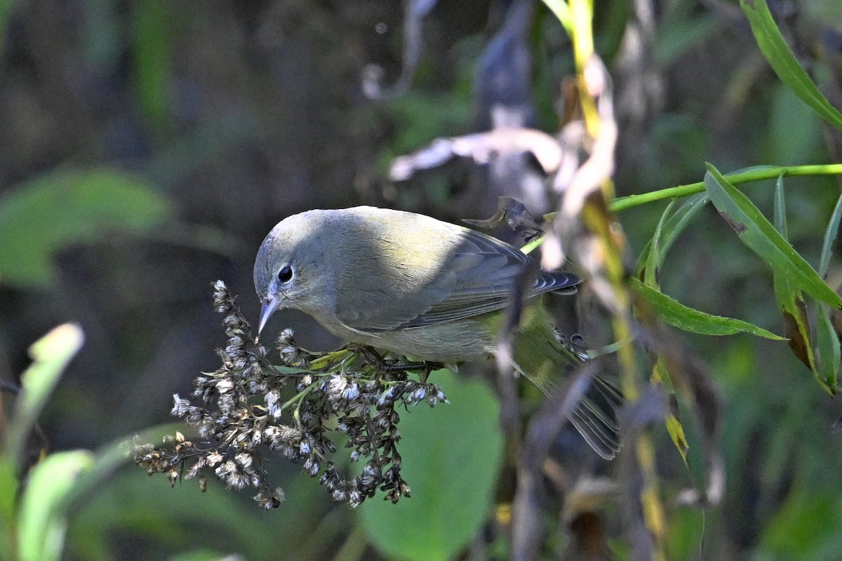 Orange-crowned Warbler - ML643091548