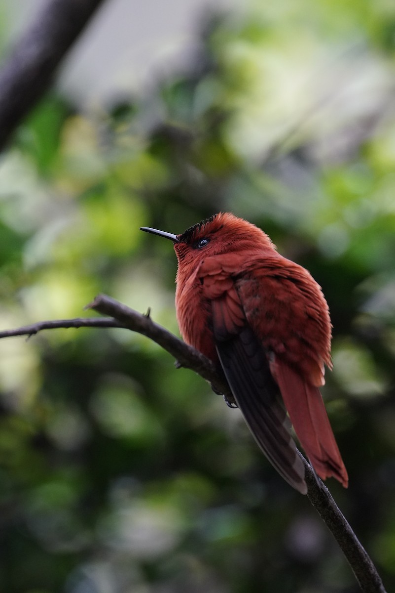 Juan Fernandez Firecrown - ML643091550