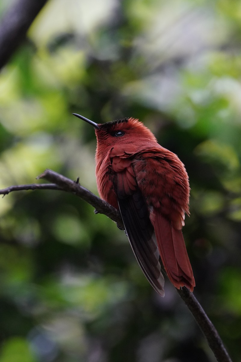 Juan Fernandez Firecrown - ML643091552
