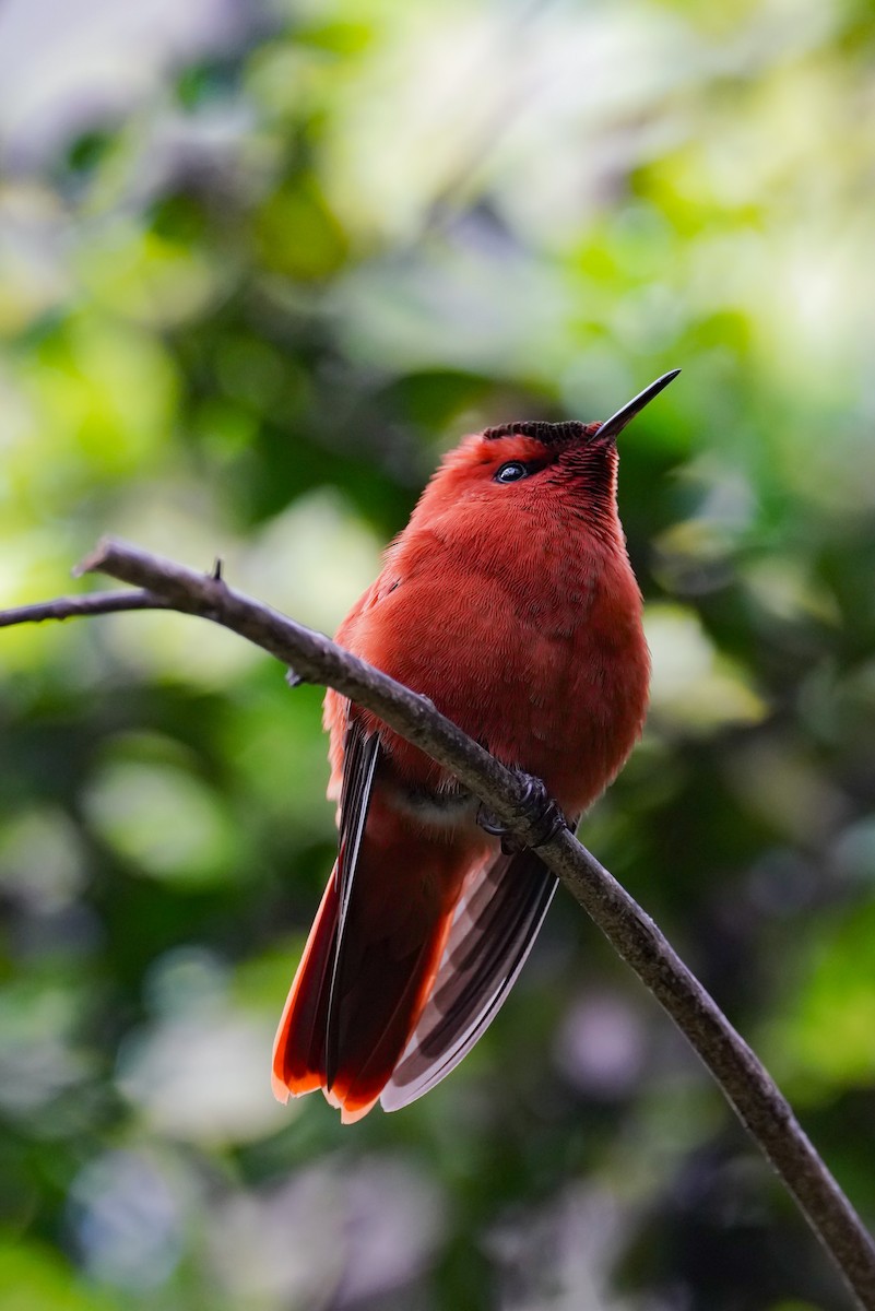 Juan Fernandez Firecrown - ML643091553
