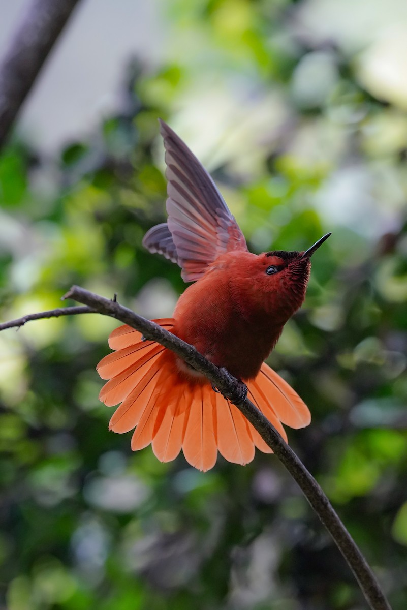 Juan Fernandez Firecrown - ML643091554