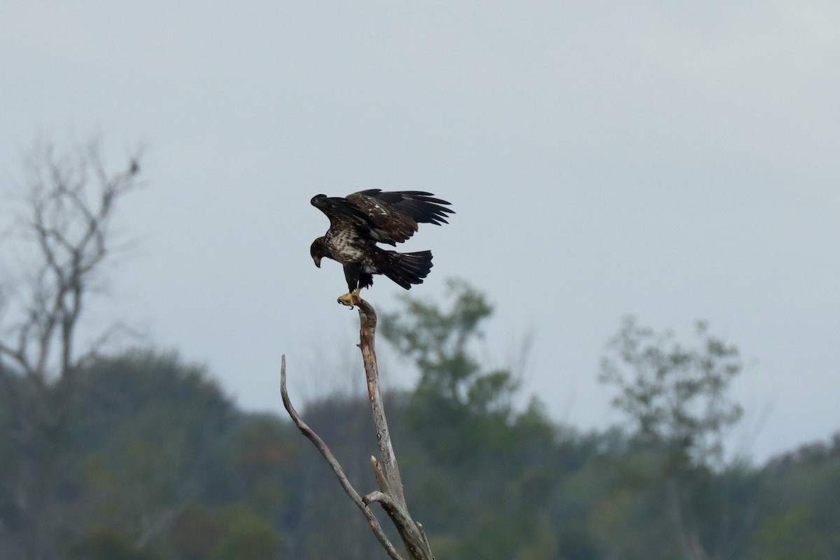 Bald Eagle - ML643091555