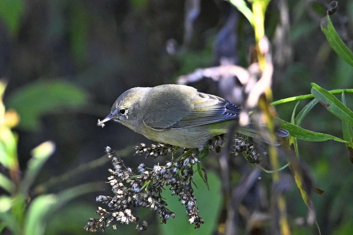Orange-crowned Warbler - ML643091562