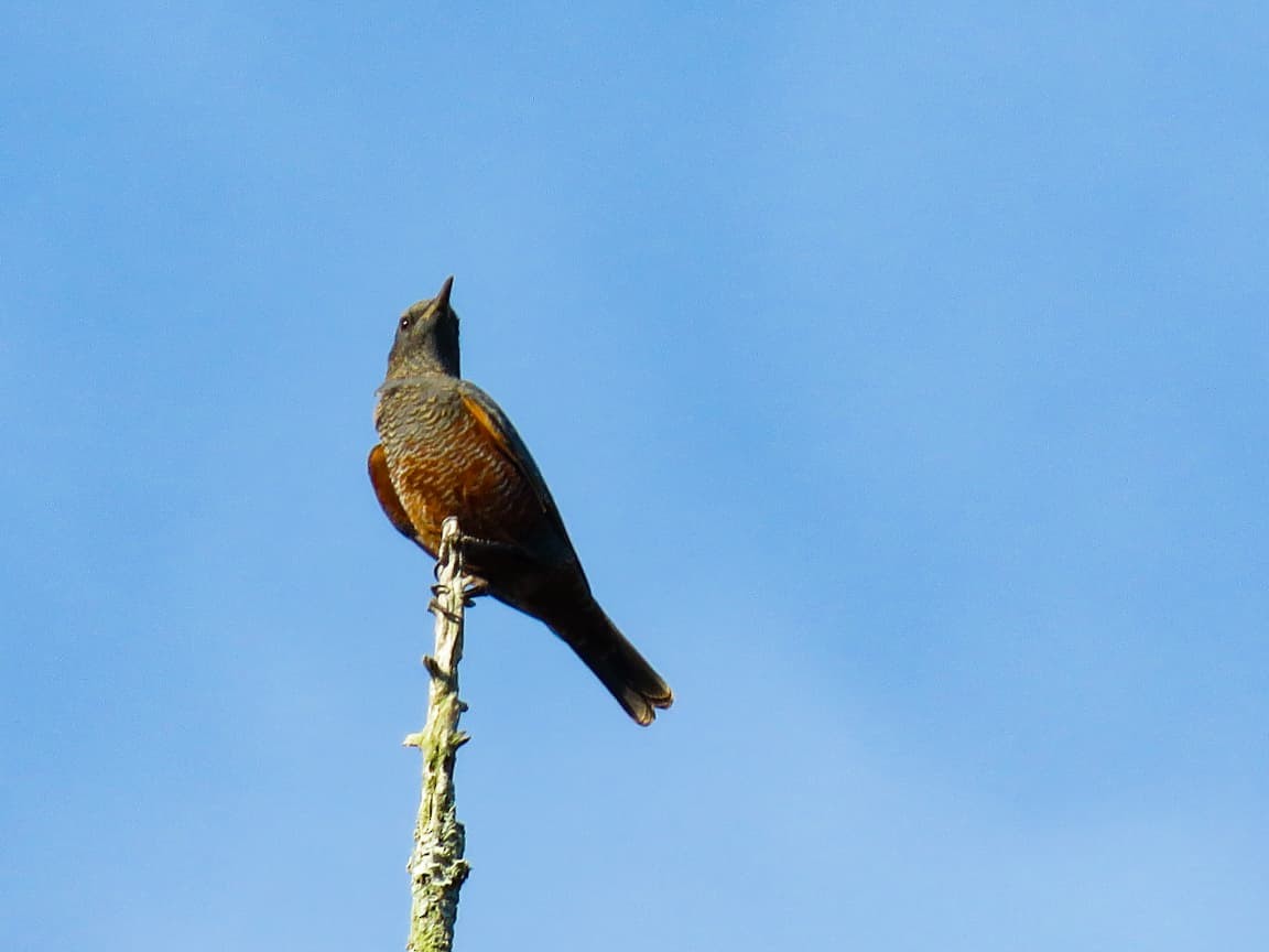 Blue Rock-Thrush - ML643091574