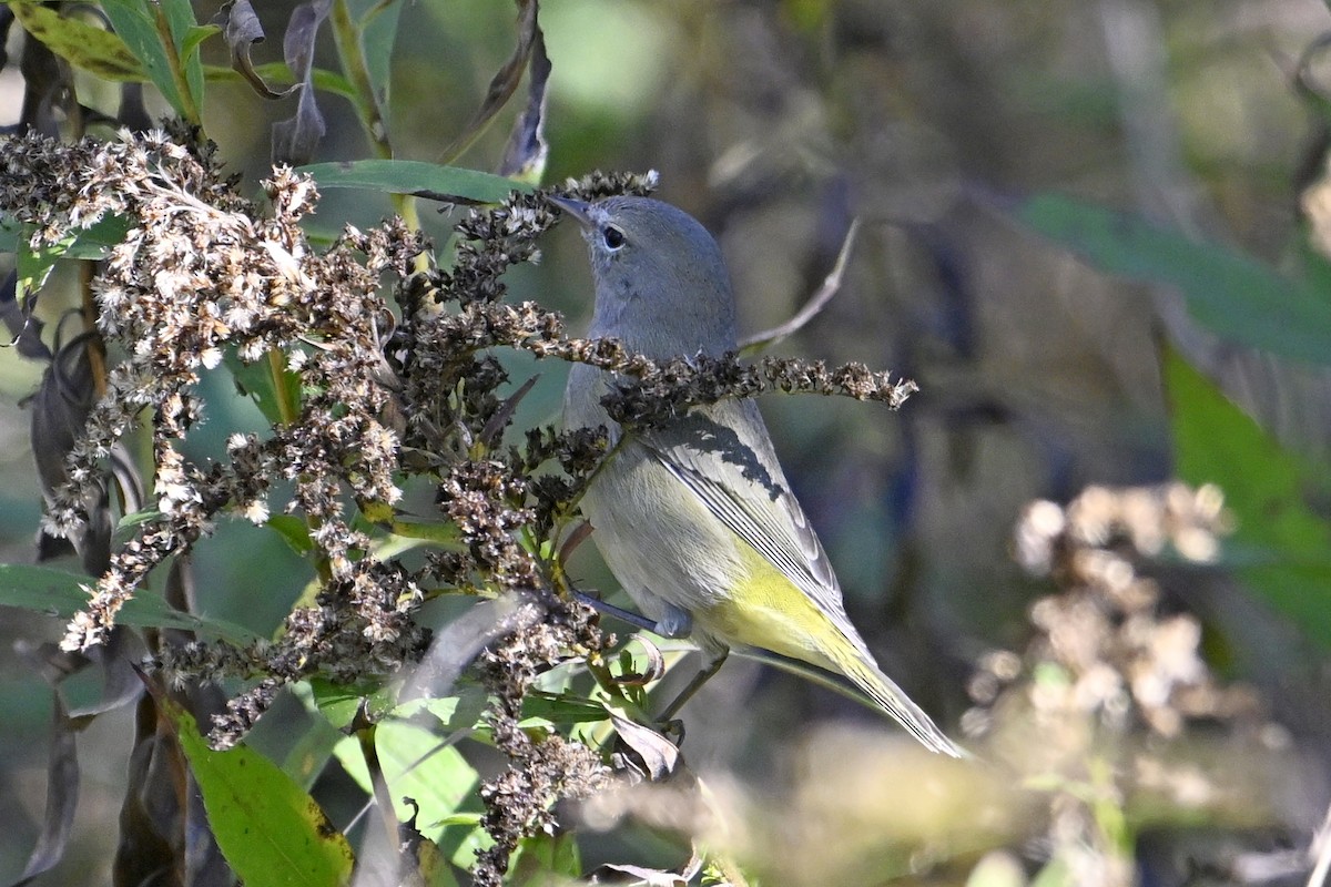 Orange-crowned Warbler - ML643091578