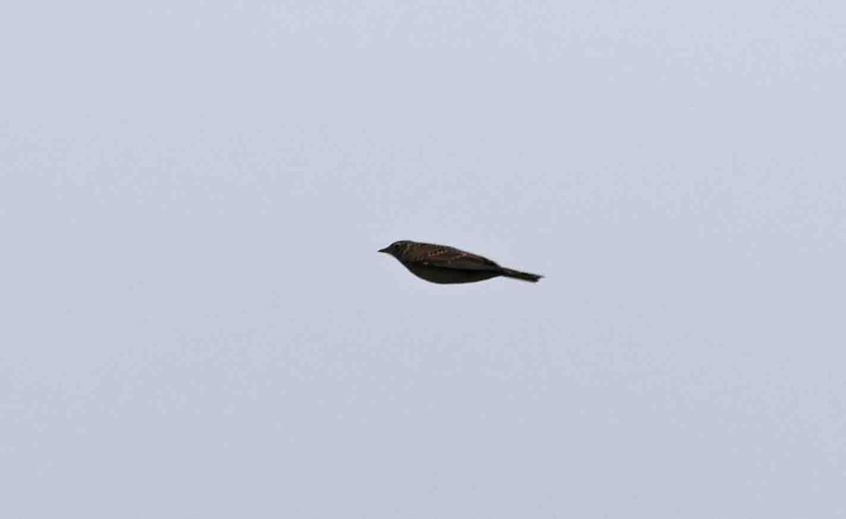 Hegatxabal arrunta (europarra) - ML643091602