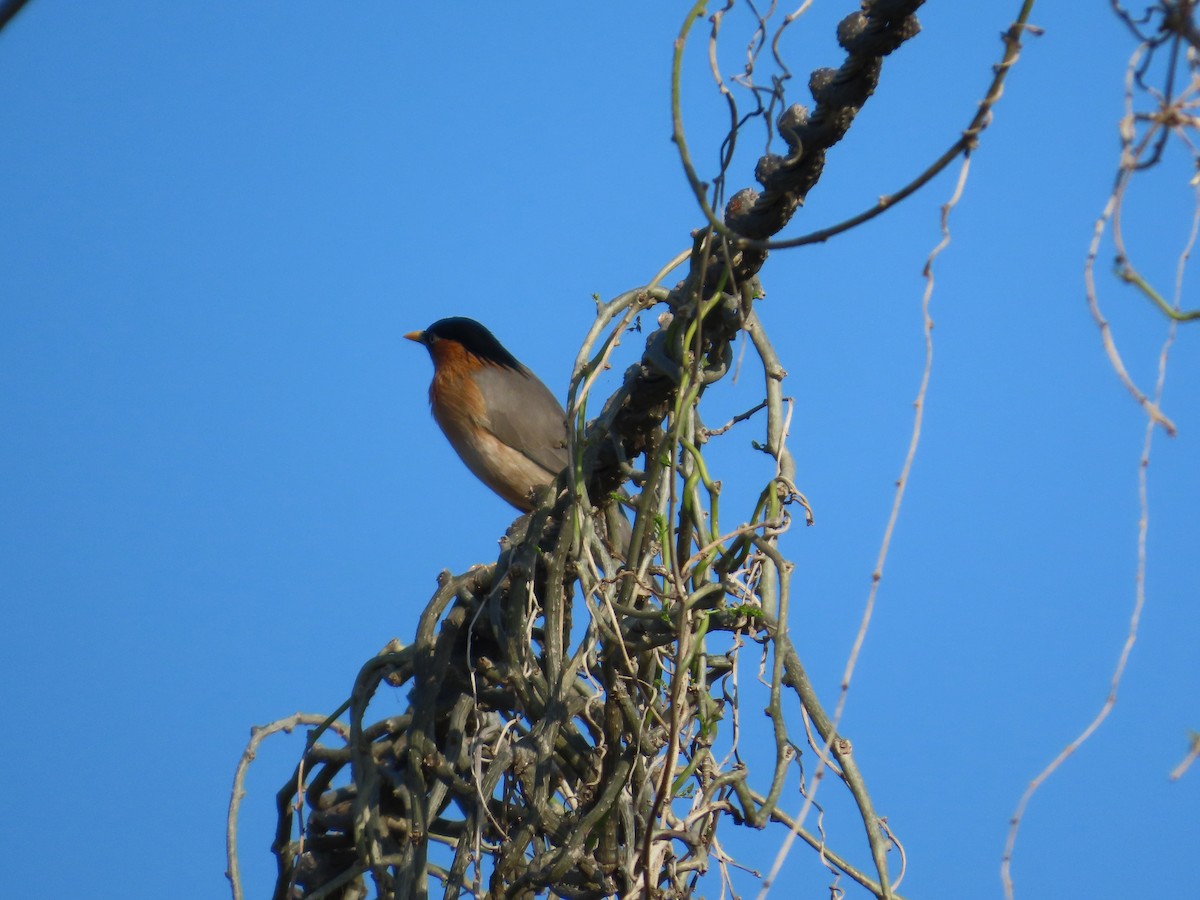 Brahminy Starling - ML643091661