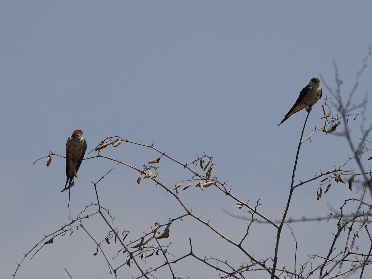 Greater Striped Swallow - ML643091664