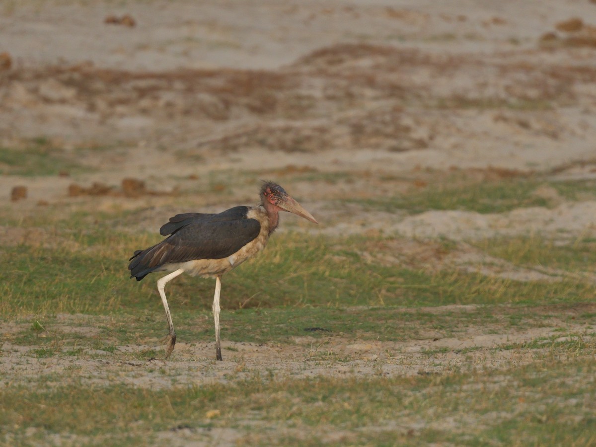 marabu africký - ML643091698