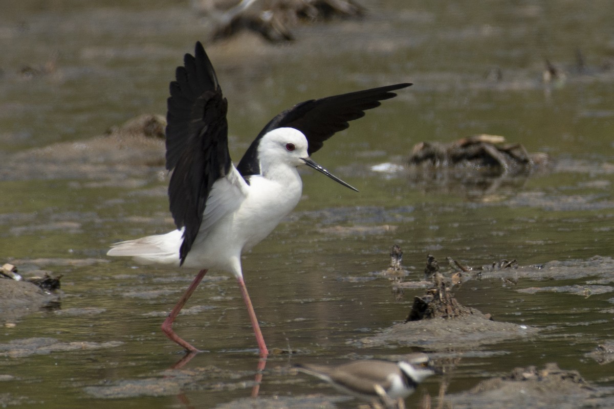 Black-winged Stilt - ML643091711