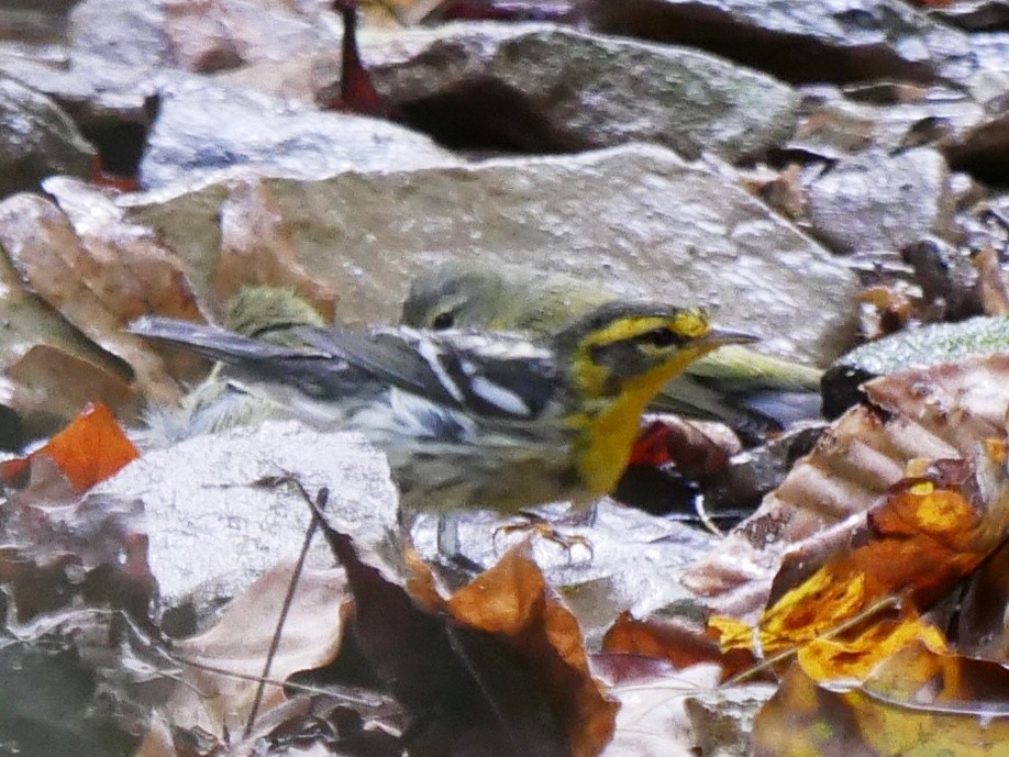 Blackburnian Warbler - ML643091716