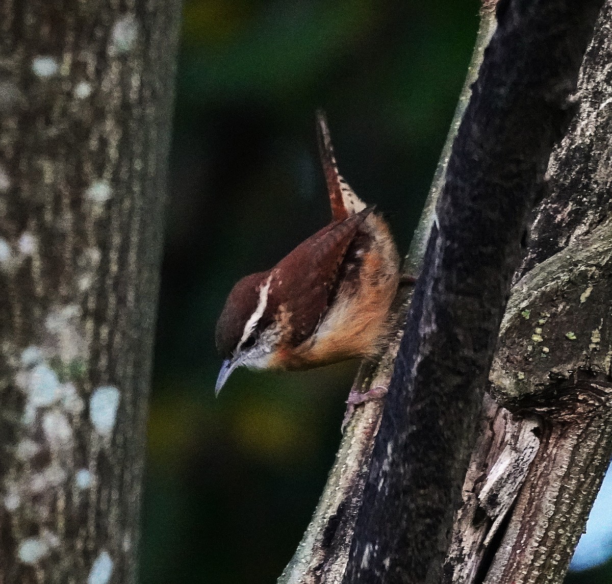 Carolina Wren - ML643091766