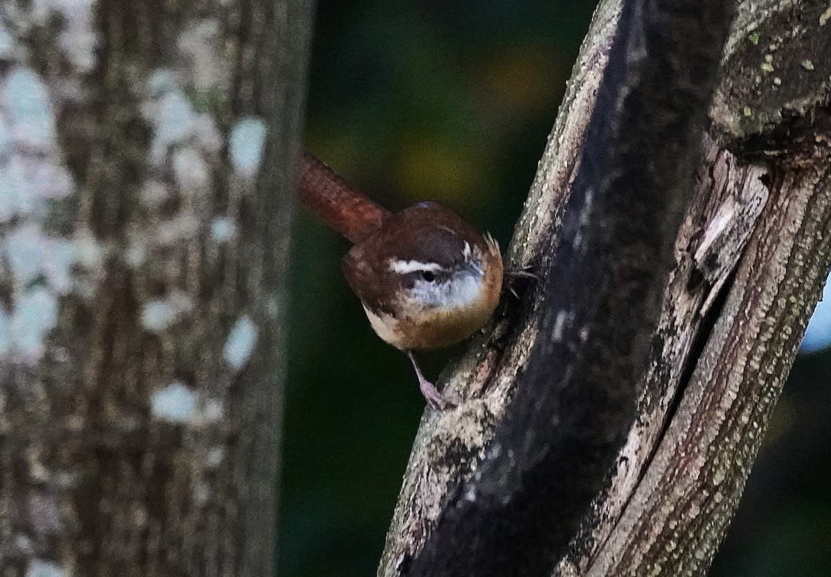 Carolina Wren - ML643091768