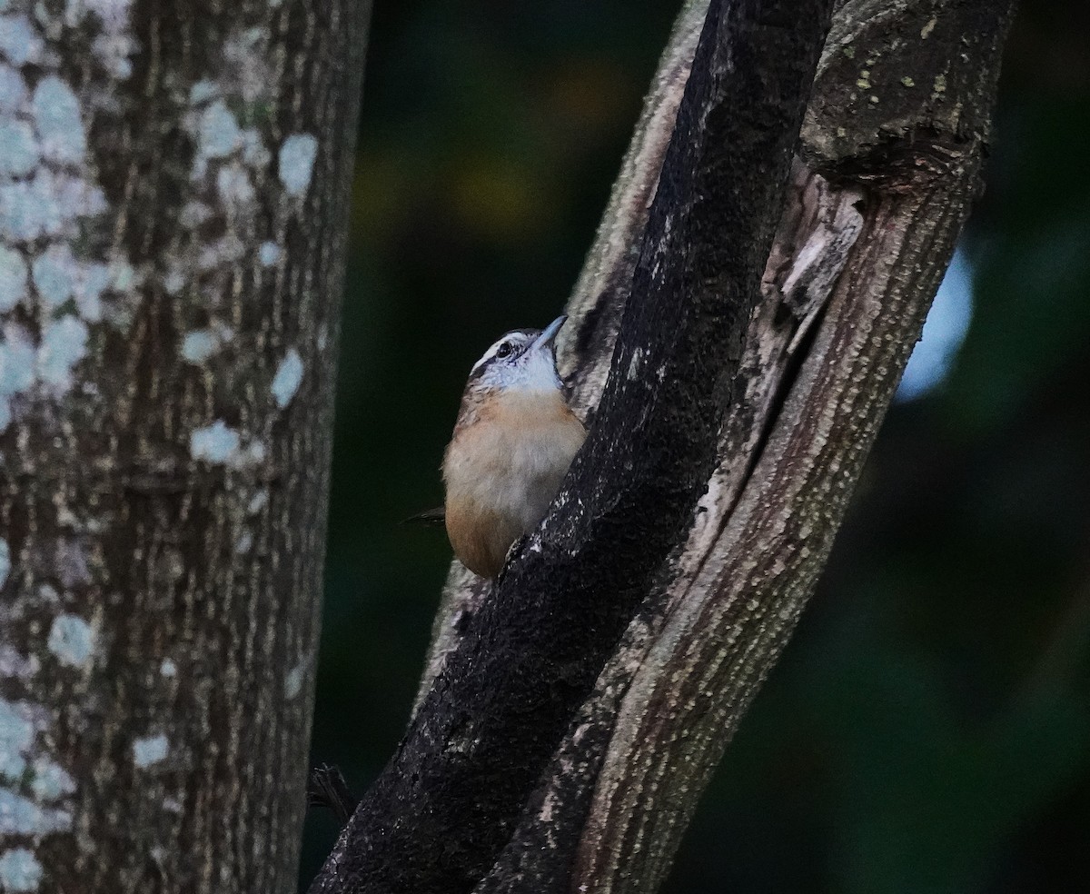 Carolina Wren - ML643091769