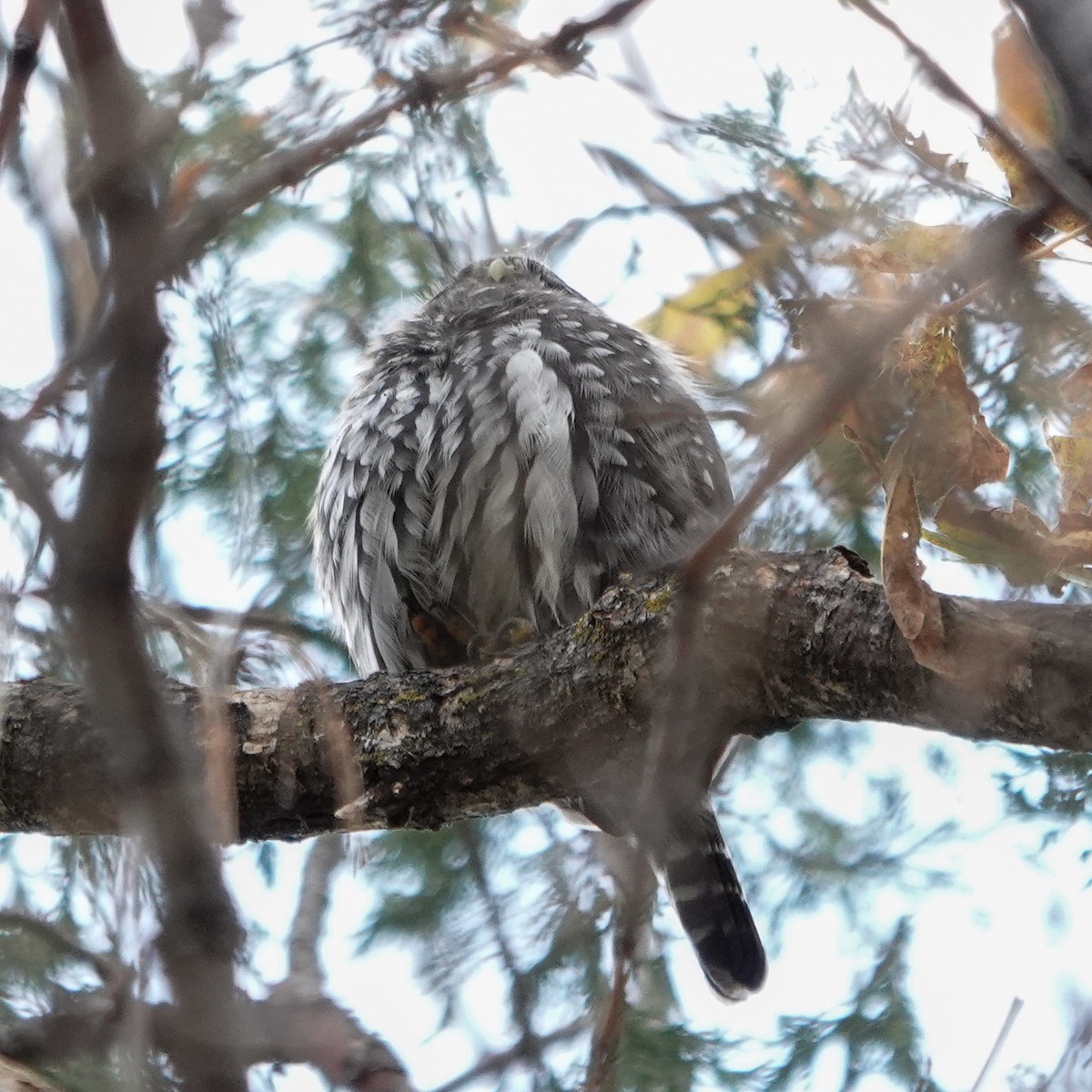 Northern Pygmy-Owl (Rocky Mts.) - ML643091773