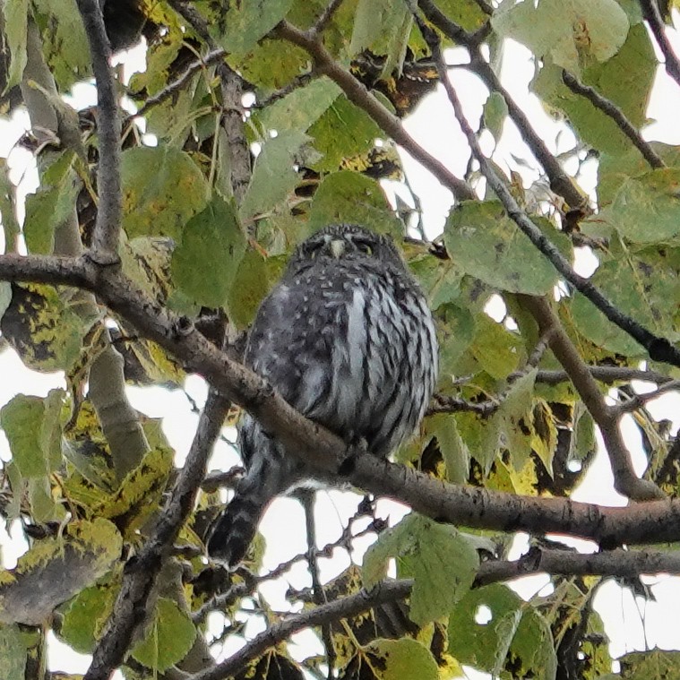 Northern Pygmy-Owl (Rocky Mts.) - ML643091774