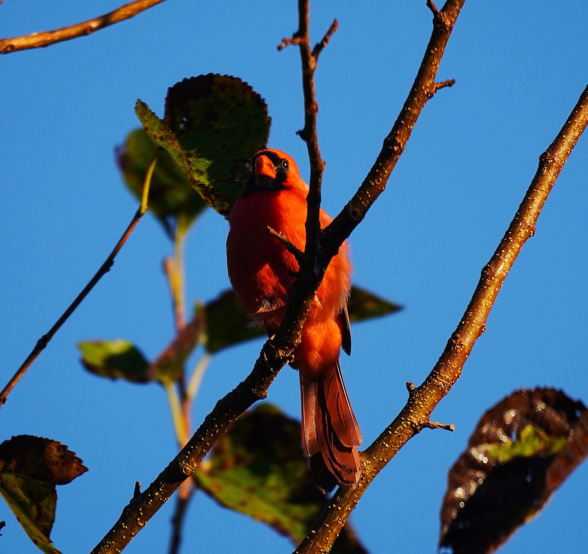 Northern Cardinal - ML643091789