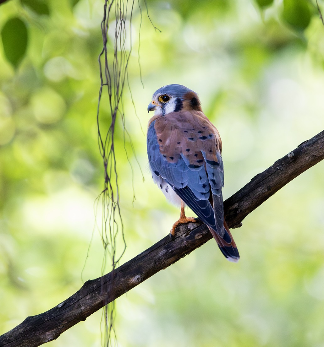 American Kestrel (Hispaniolan) - ML643091791