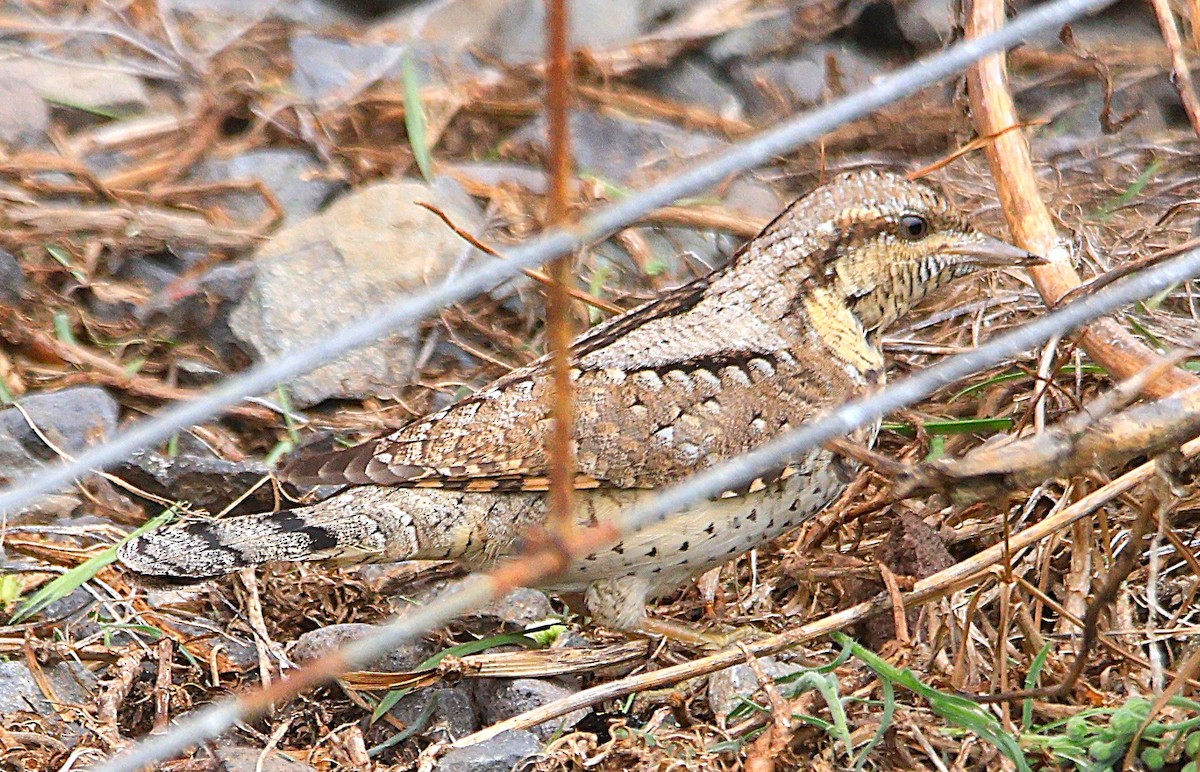 Eurasian Wryneck - ML643091871