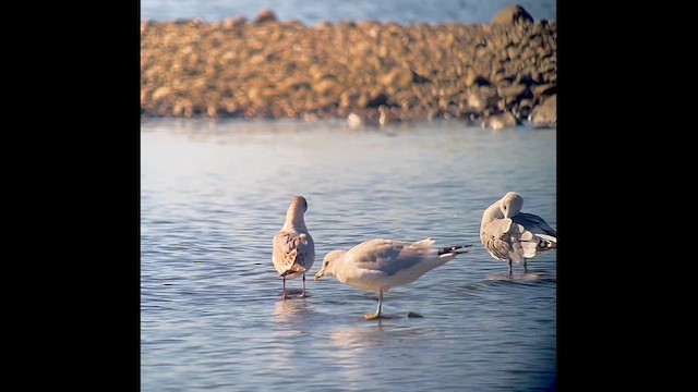 Franklin's Gull - ML643091886