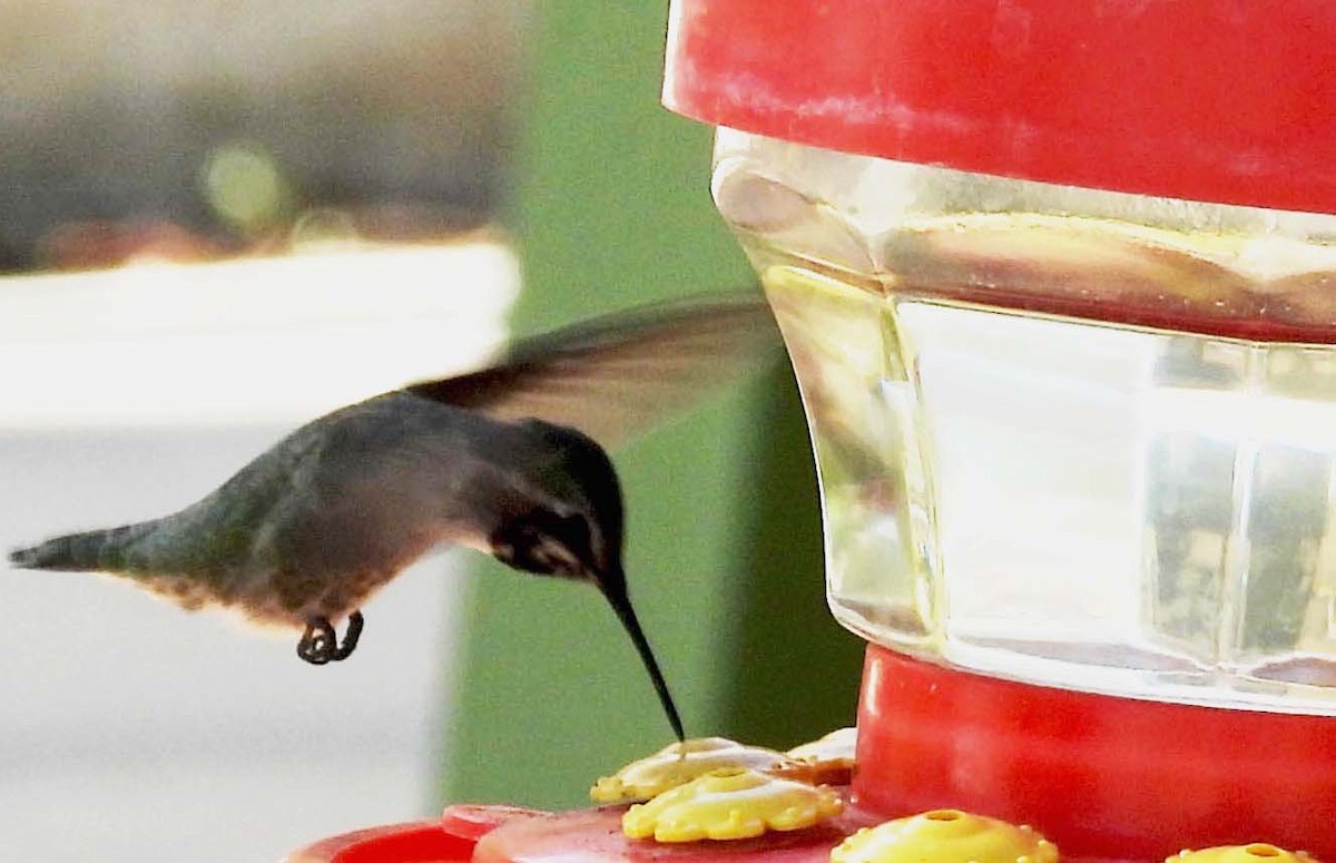 Costa's Hummingbird - ML643091891