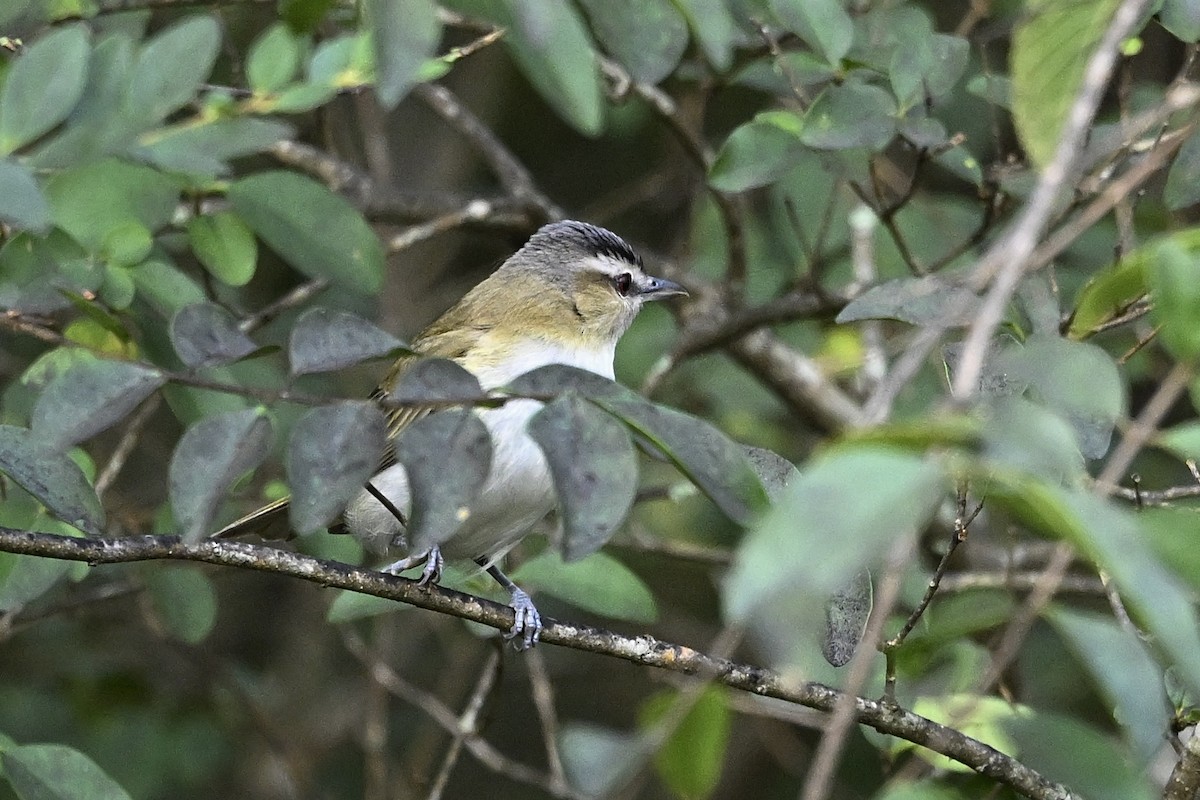 Red-eyed Vireo - ML643091902