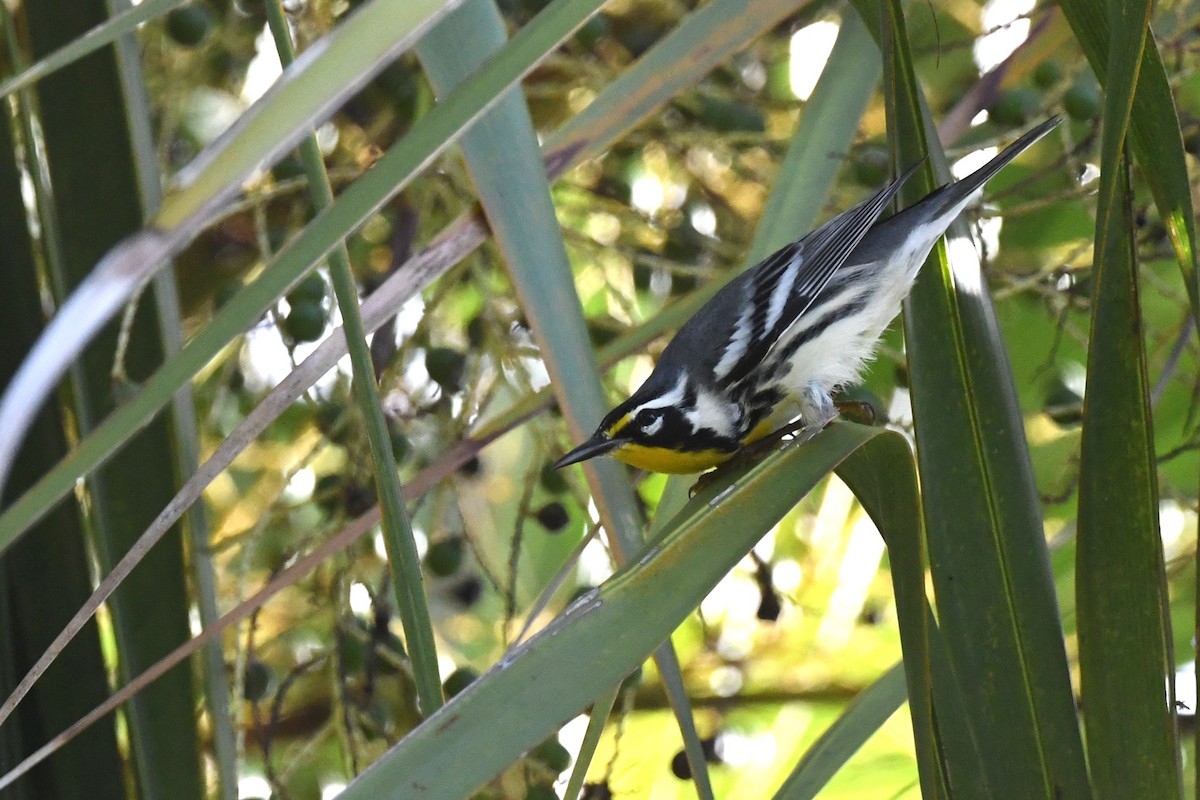 Yellow-throated Warbler - ML643091905