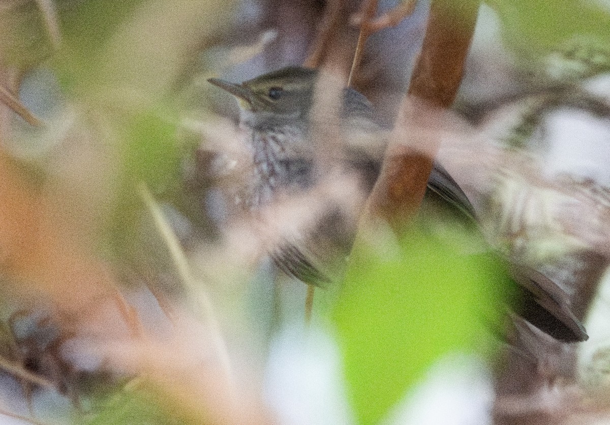 Barratt's Warbler - ML643091919