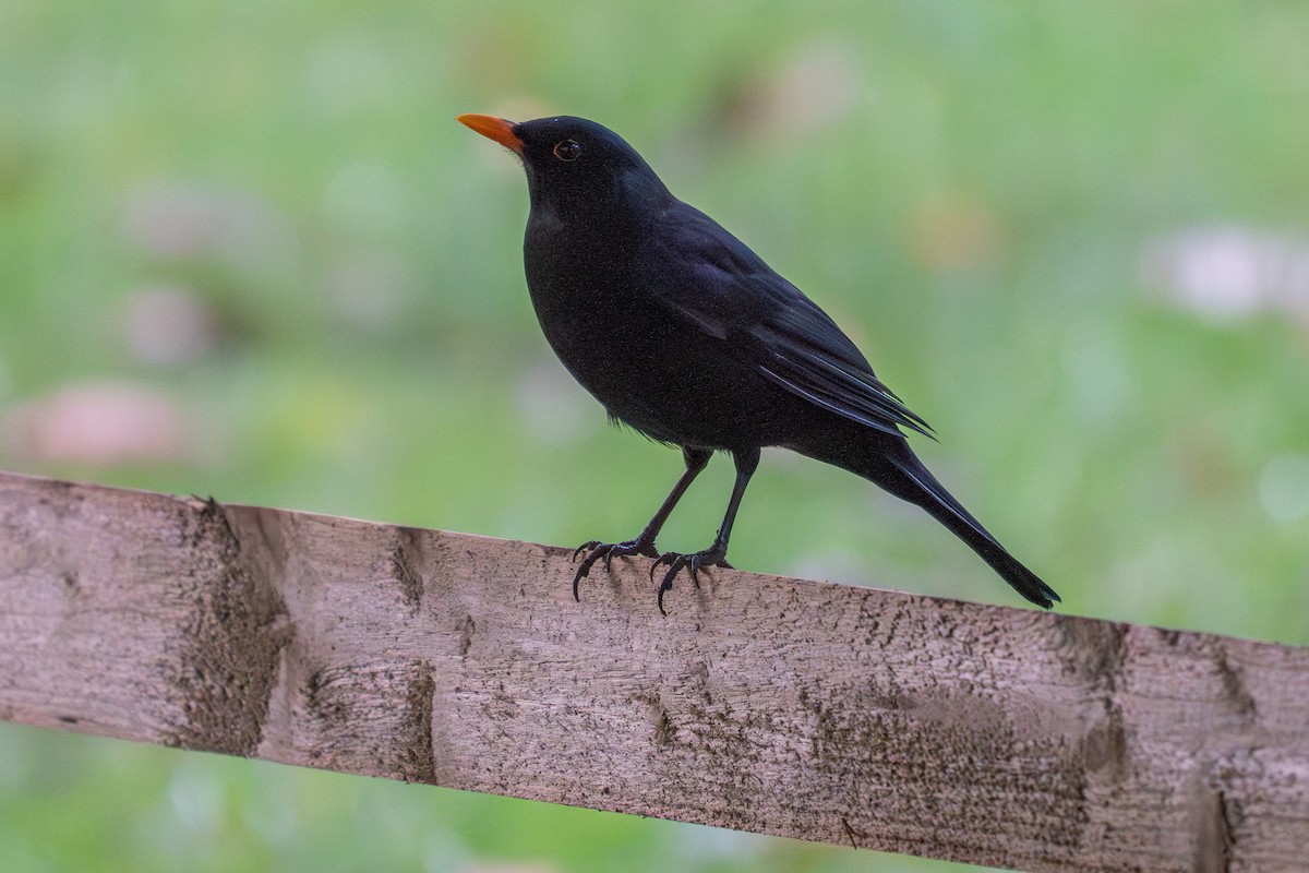 Eurasian Blackbird - ML643091934