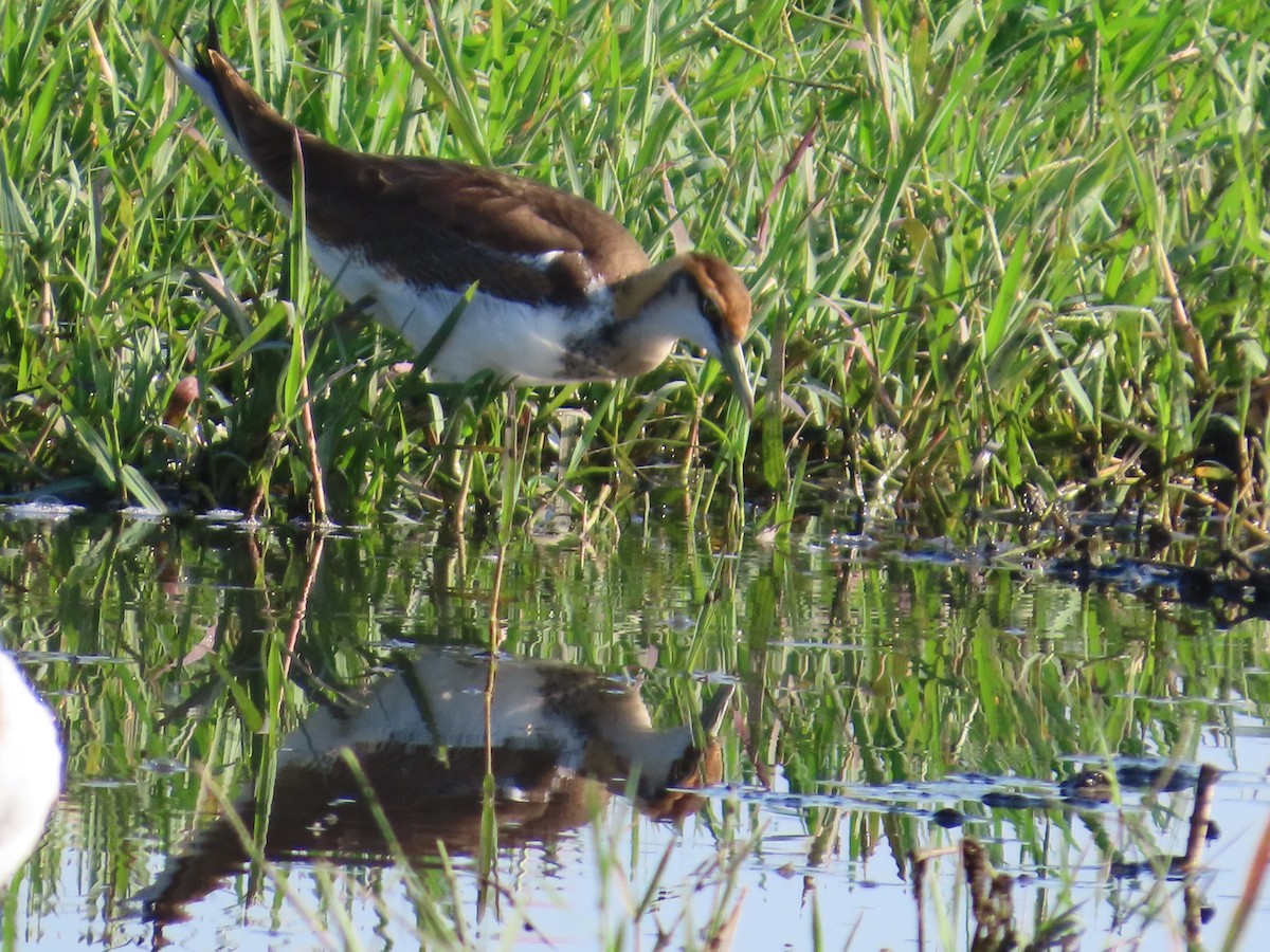 Jacana à longue queue - ML643091940