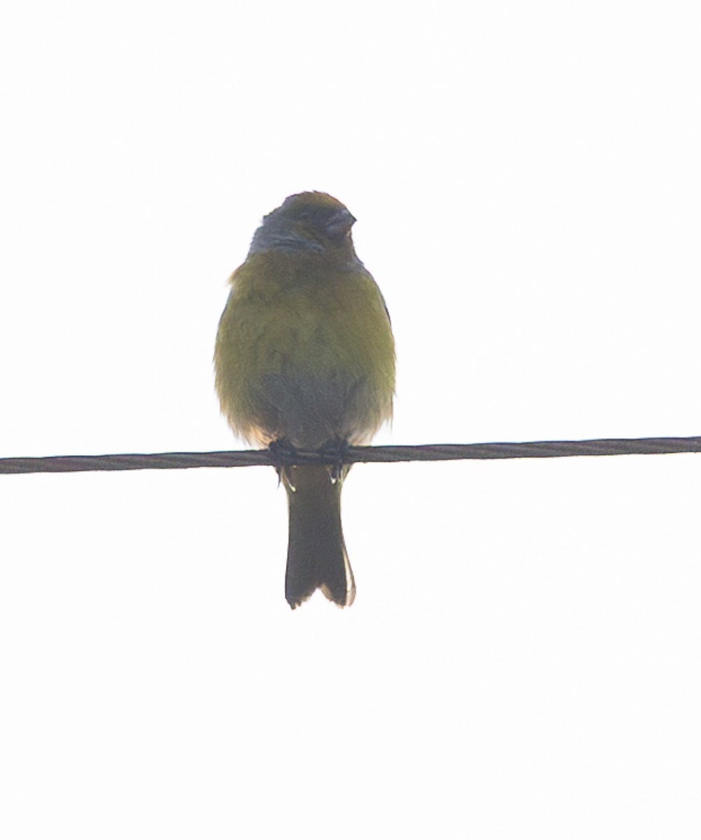 Cape Canary - ML643091946