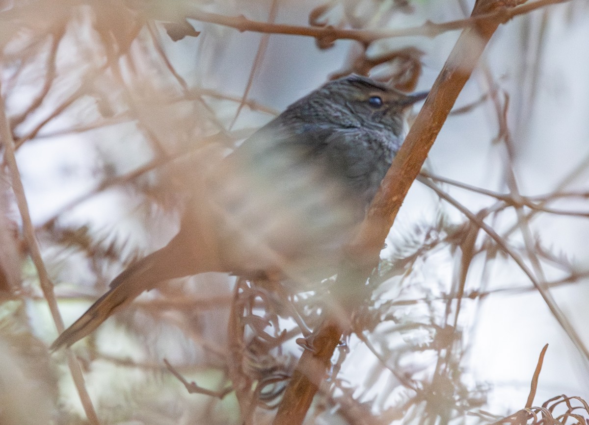 Barratt's Warbler - ML643091953